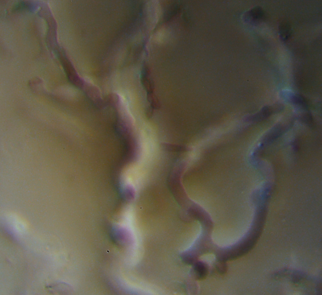 Altra crosta bianca - foto 1312 (Crustomyces subabruptus)